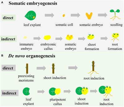 New Insights Into Tissue Culture Plant-Regeneration Mechanisms
